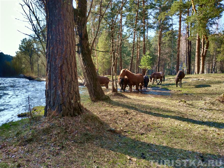 Река Элекмонар