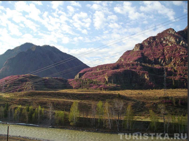 Фестиваль Цветение маральника в Белокурихе