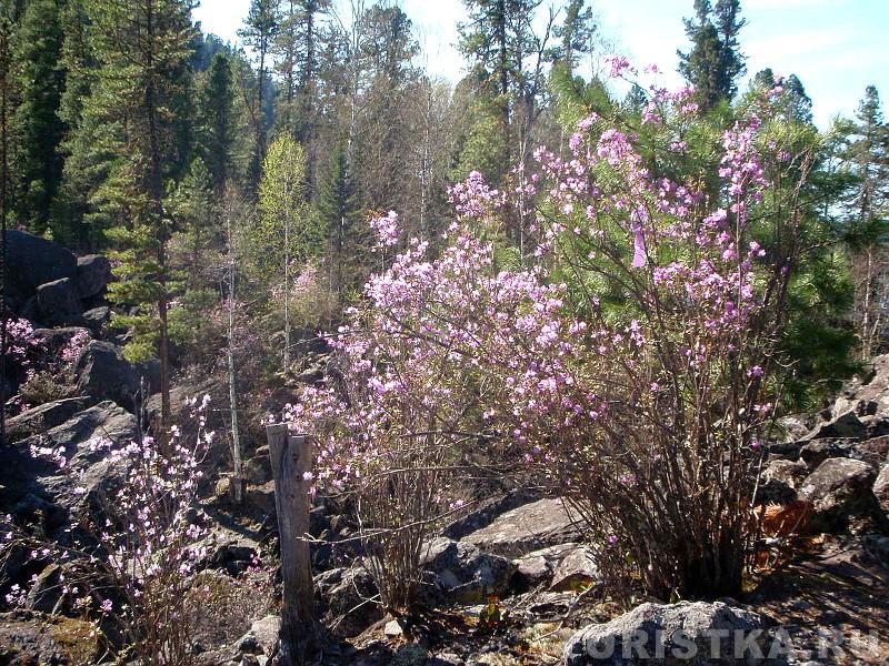 Багульник по берегам Каменного залива