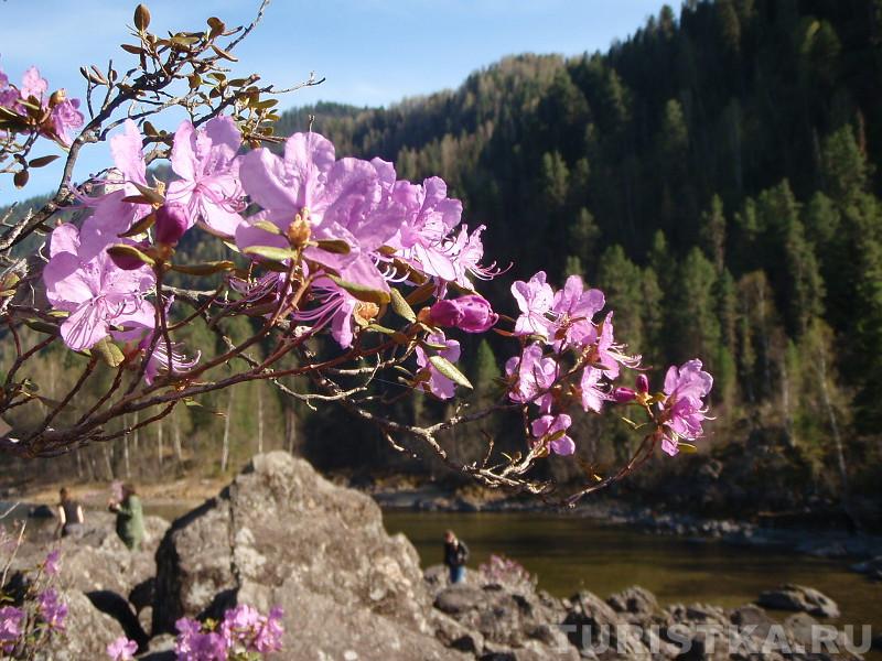 Весна на Каменном заливе