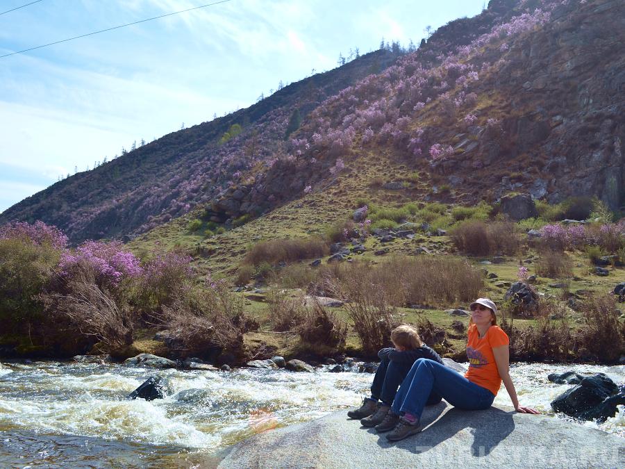 На въезде в село Купчегень, река Ильгумень и цветущий маральник