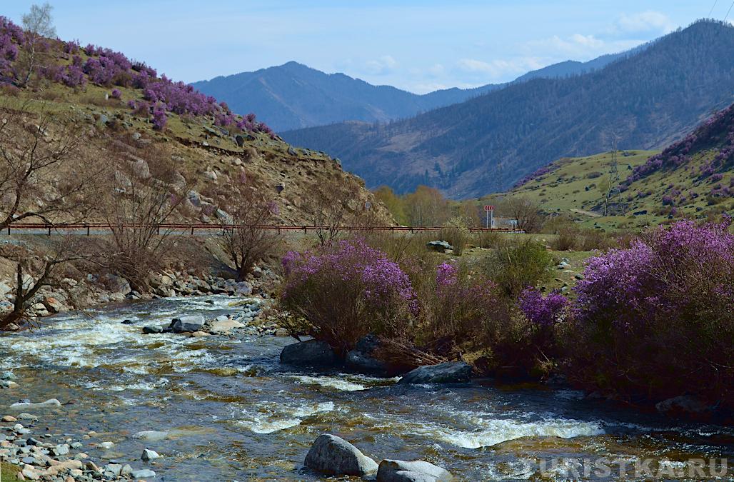 На въезде в село Купчегень, река Ильгумень и цветущий маральник
