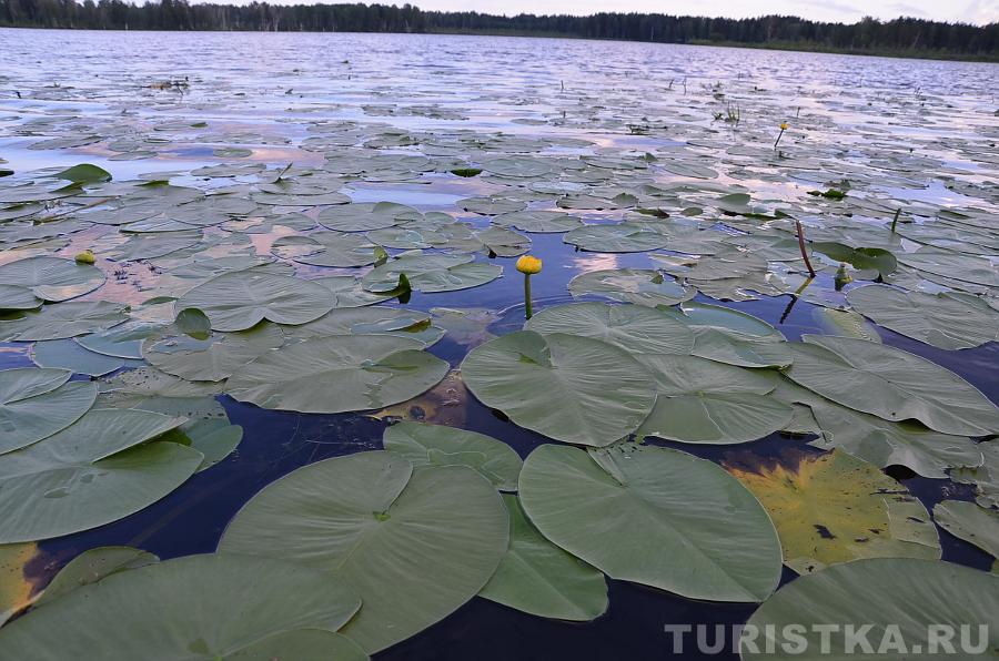 Кувшинки на озере