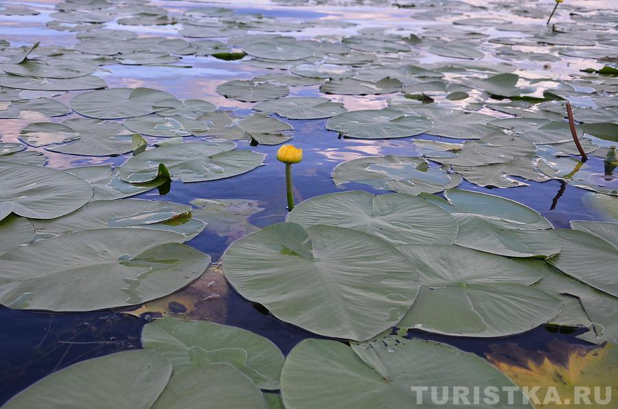 Кувшинки на озере