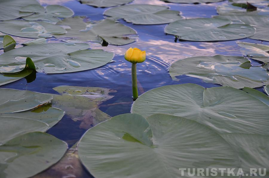 Кувшинки на озере