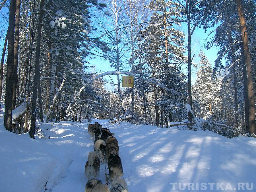 Гонки на собачьих упряжках «По седому Алтаю»