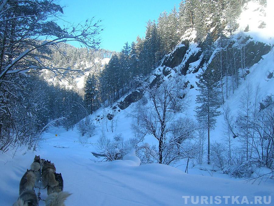Гонки на собачьих упряжках «По седому Алтаю»