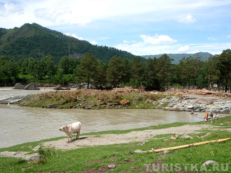 Завалы деревьев на берегу Катуни в Элекмонаре