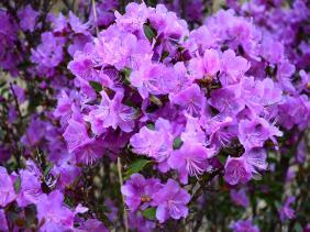 Отдых на Алтае : Цветение маральника, Чемальский район