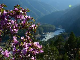 Отдых на Алтае : Цветение маральника, Чемальский район