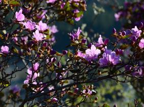 Отдых на Алтае : Цветение маральника, Чемальский район