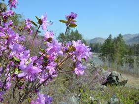 Праздник "Цветение маральника 2022" на Бирюзовой Катуни