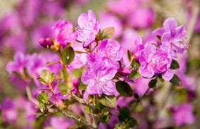 Отдых на Алтае : Цветение маральника