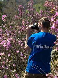 Отдых на Алтае : Цветение маральника