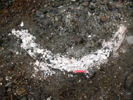 Горный Алтай  : окрестности села Майма : Бивень мамонта