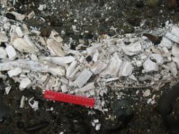 Горный Алтай  : окрестности села Майма : Бивень мамонта