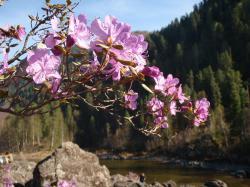 Майские праздники 2026 на Алтае