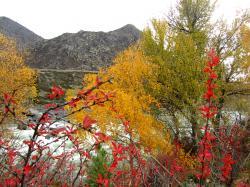 Горный Алтай : Золотая осень на Алтае : Около Ильгуменского порога