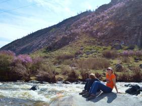 Горный Алтай : На въезде в село Купчегень, река Ильгумень и цветущий маральник