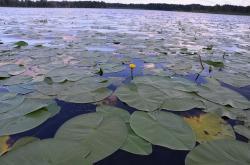 Кувшинки на озере