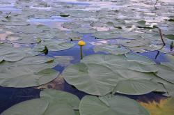 Кувшинки на озере