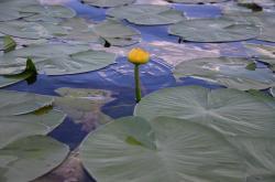Кувшинки на озере