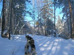 Горный Алтай : Интересное на Алтае : Гонки на собачьих упряжках «По седому Алтаю»