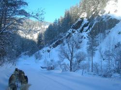 Горный Алтай : Интересное на Алтае : Гонки на собачьих упряжках «По седому Алтаю»