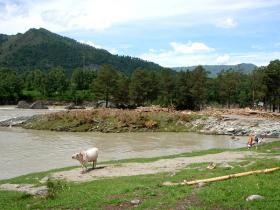 Горный Алтай : Завалы деревьев на берегу Катуни в Элекмонаре