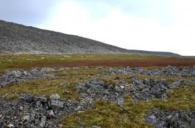 Отдых на Алтае : Что посмотреть на Семинском перевале : Гора Сарлык : Полочка с красной травой при подъеме