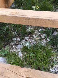 Эдельвейс на горе