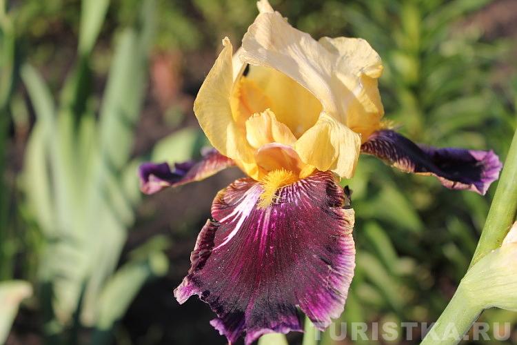 Эко-парк в гостевом доме «Сад Пионов»