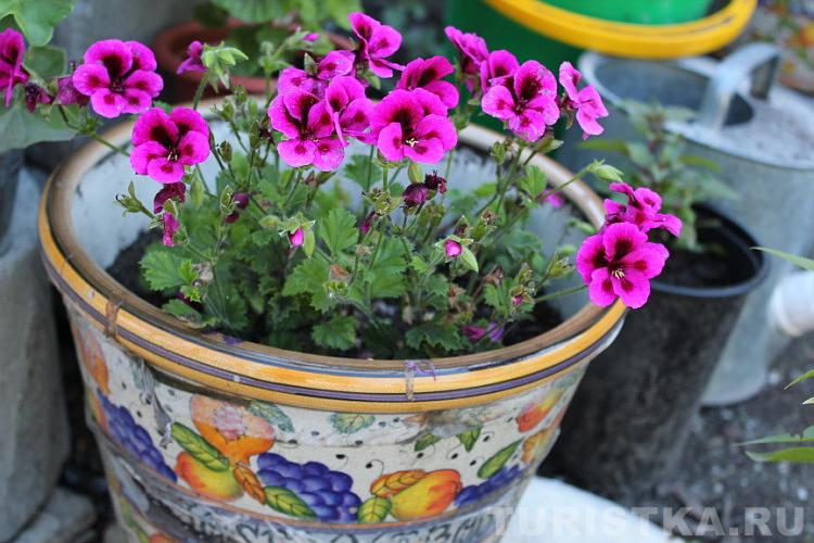 Эко-парк в гостевом доме «Сад Пионов»