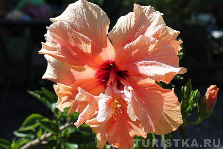 Эко-парк в гостевом доме «Сад Пионов»