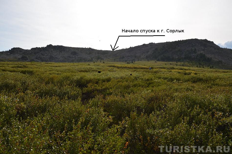 Карликовая березка в долине