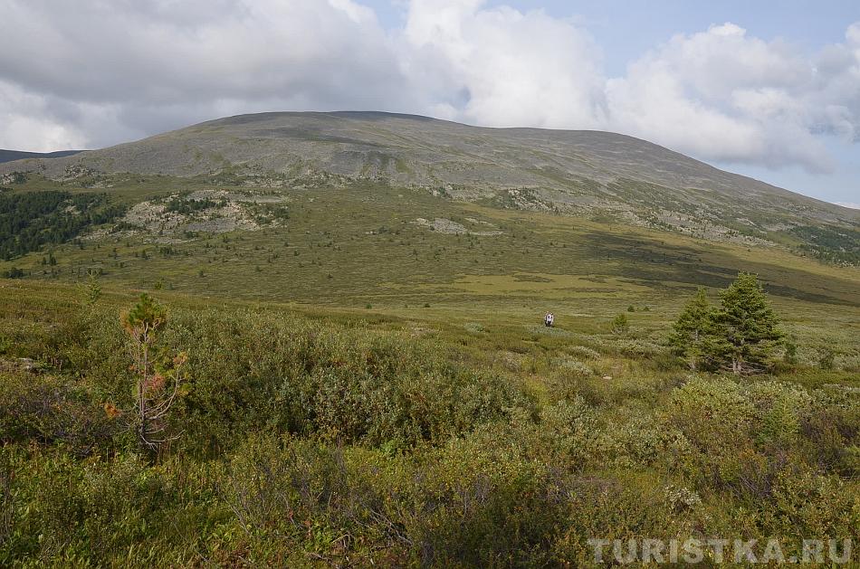 Карликовая березка по дороге к Сарлыку