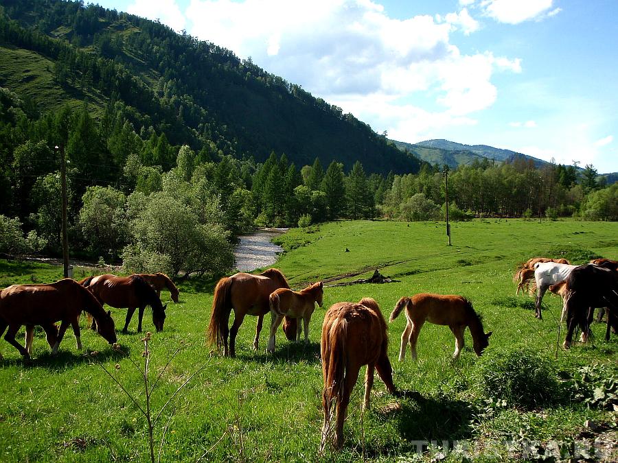 Река Песчаная по дороге на Усть-Кан