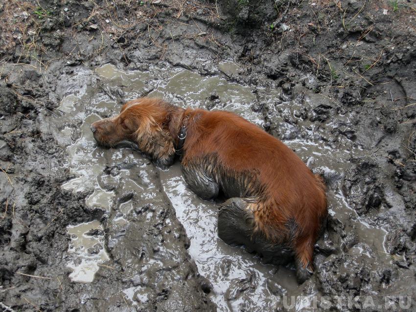 Из грязи в князи!