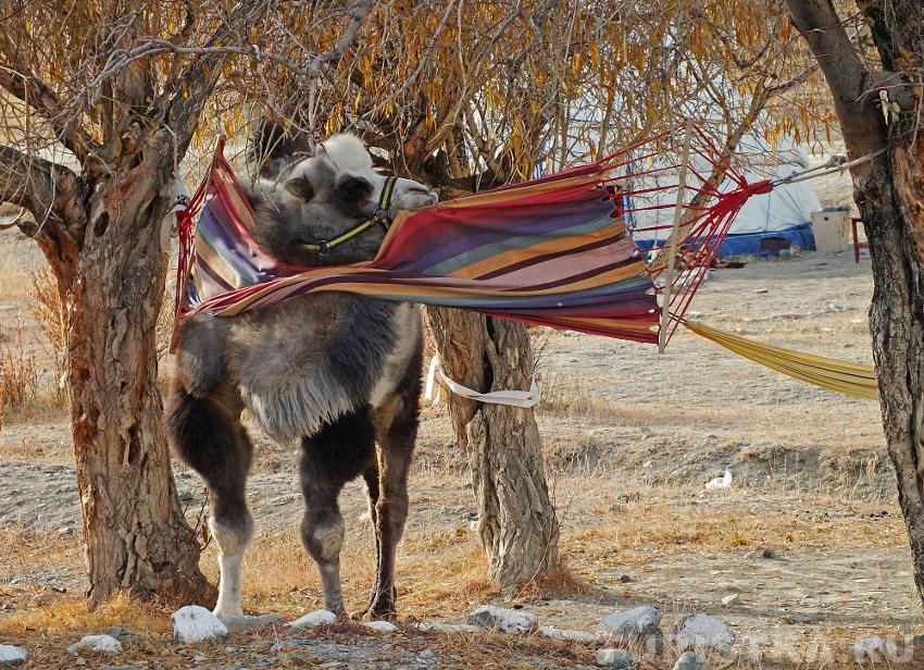 Когда Алтыну становится скучно