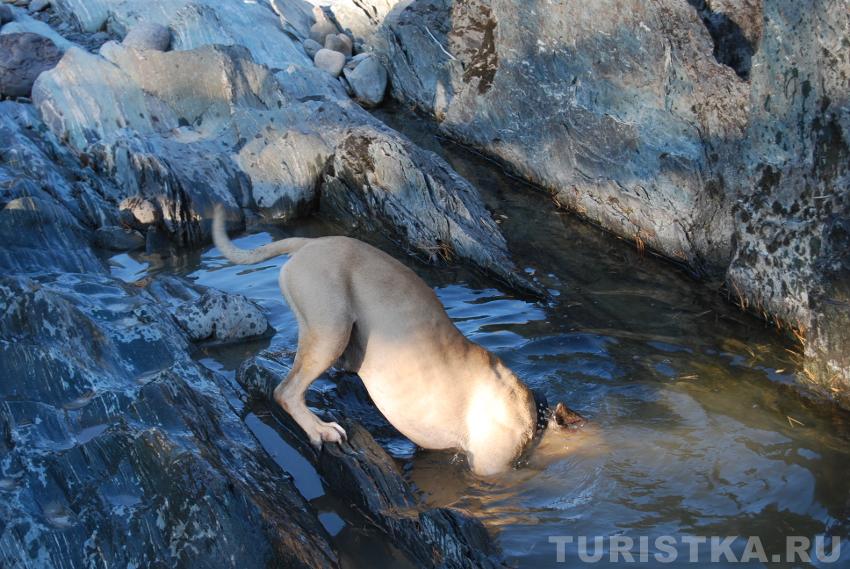 Ловись рыбка большая и маленькая!