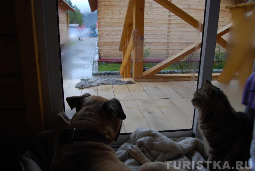 Дождик в окно стучит, <br>Лето - сплошной обман,<br> В соснах висит туман.