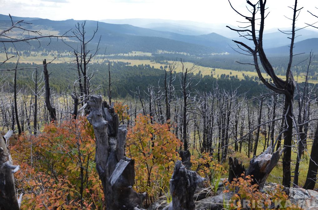 Горелый лес на горе Тияхта