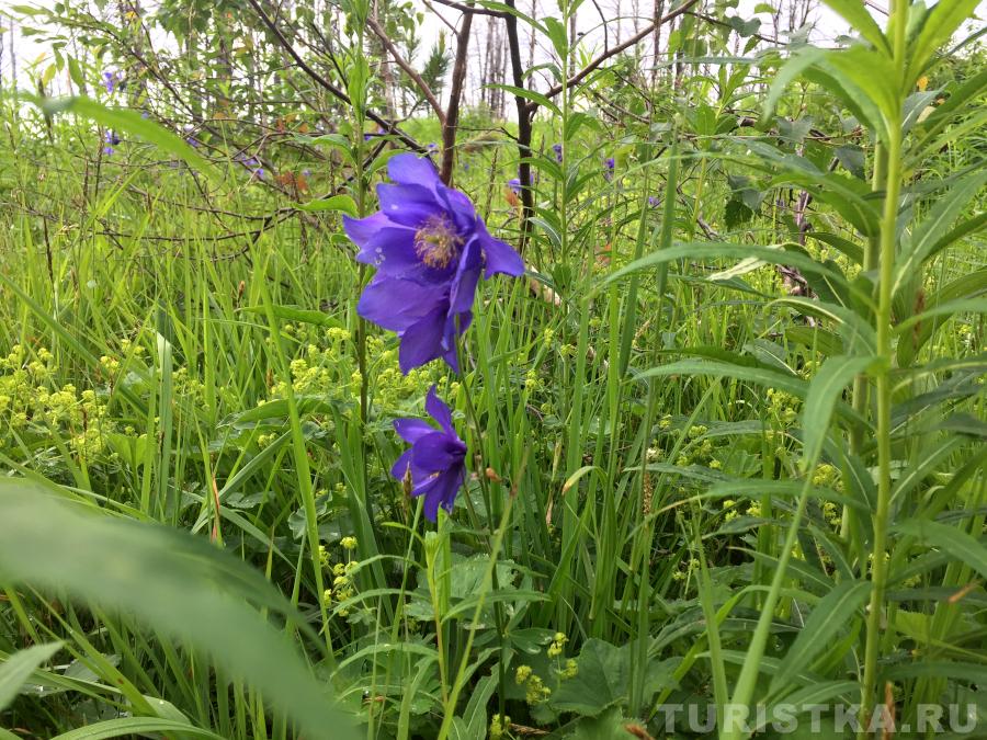 Водосборы на горе Тияхта