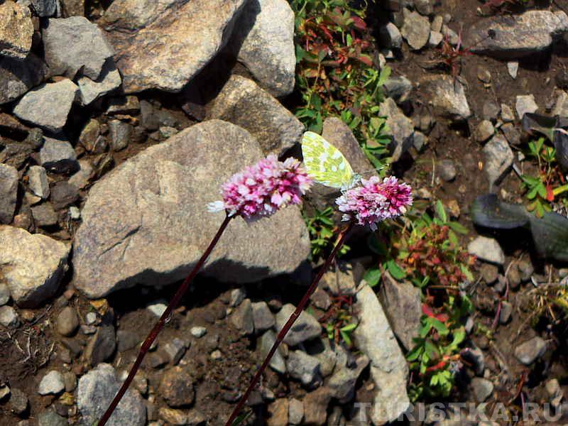 Представители флоры Туюкской долины