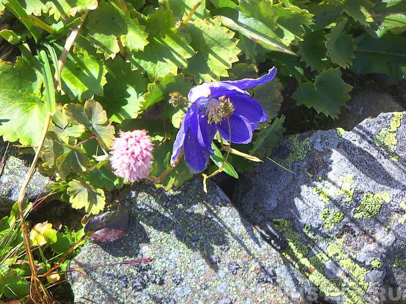 Представители флоры Туюкской долины