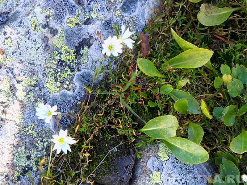 Представители флоры Туюкской долины