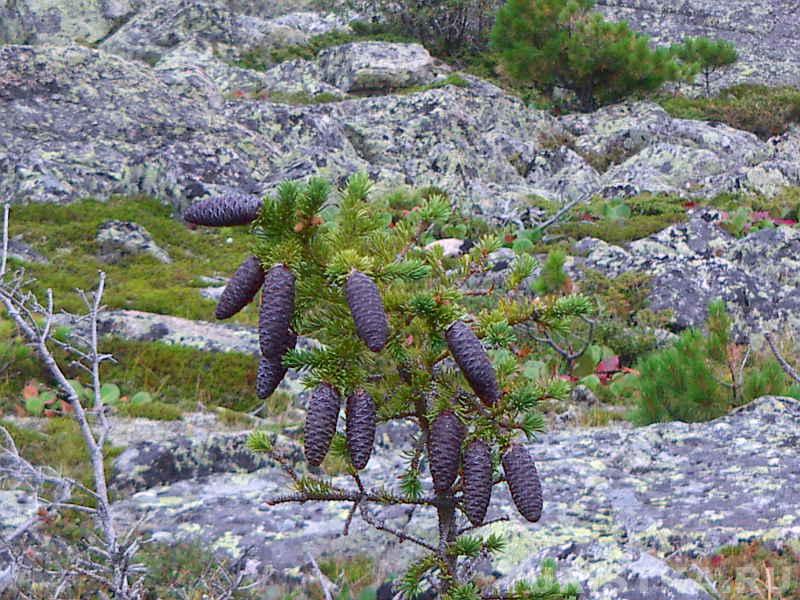 Представители флоры Туюкской долины