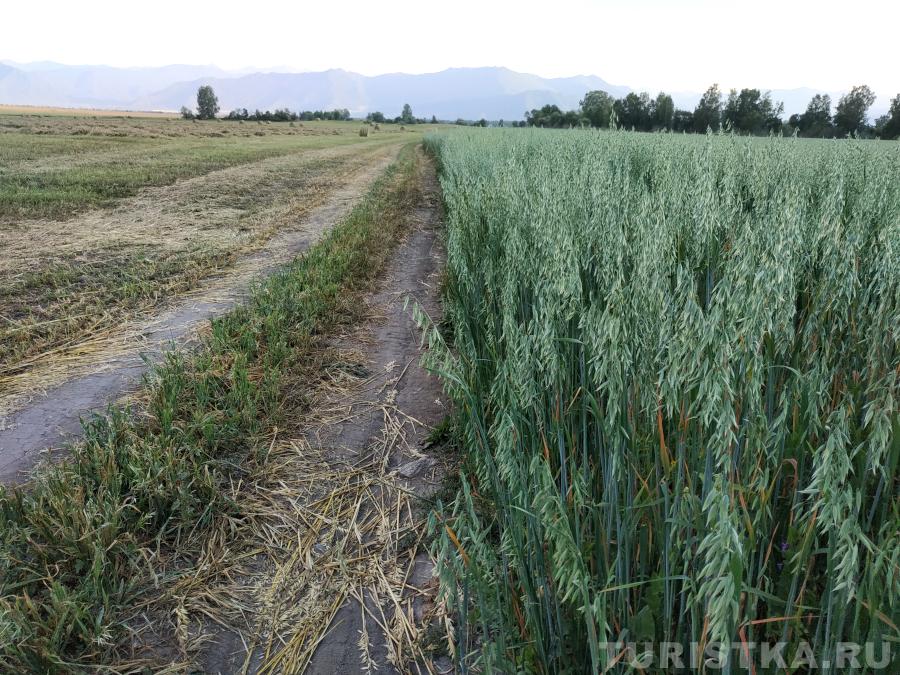 Возделанные поля в Уймонской долине 