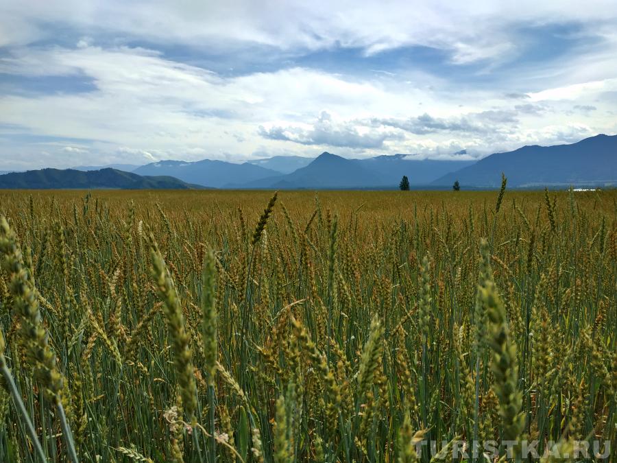 Поля в Уймонской долине