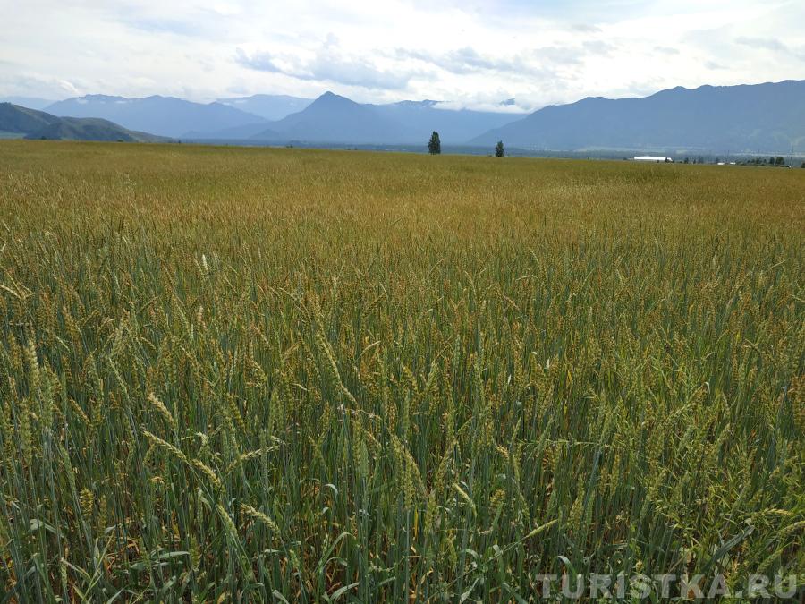 Поля в Уймонской долине